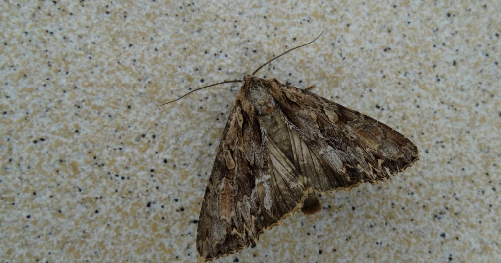 Apamea monoglypha
