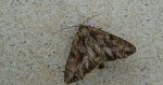 Apamea monoglypha