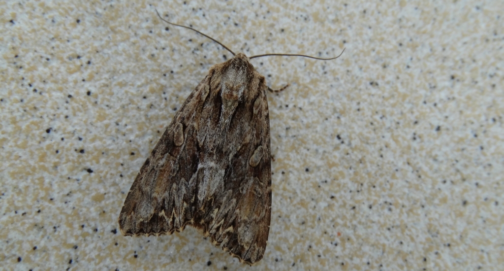 Apamea monoglypha