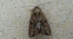 Apamea monoglypha