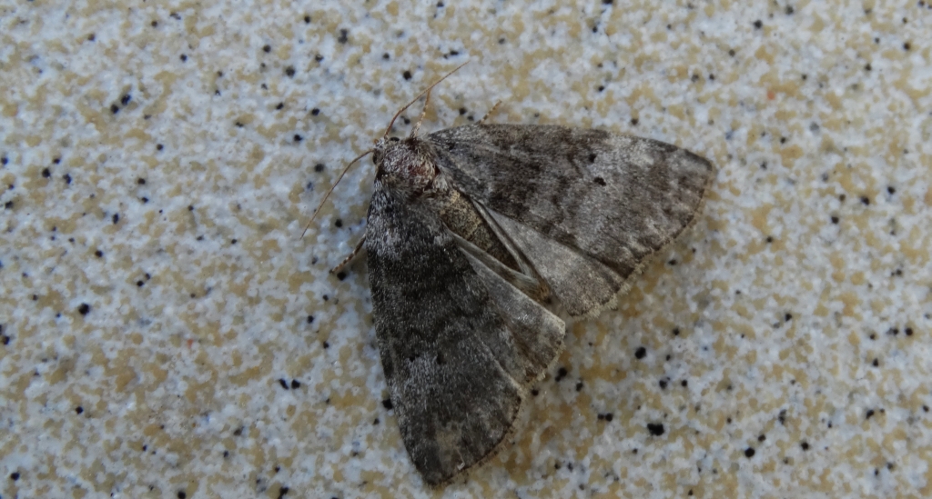 Falica dwojnica (Ochropacha duplaris)