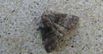 Falica dwojnica (Ochropacha duplaris)