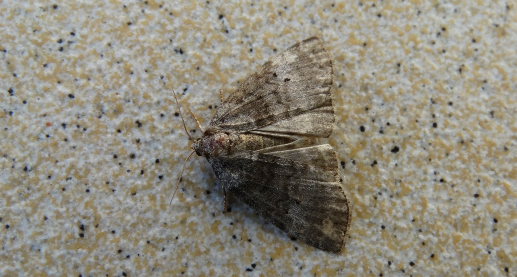 Falica dwojnica (Ochropacha duplaris)