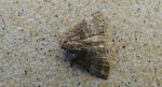 Falica dwojnica (Ochropacha duplaris)