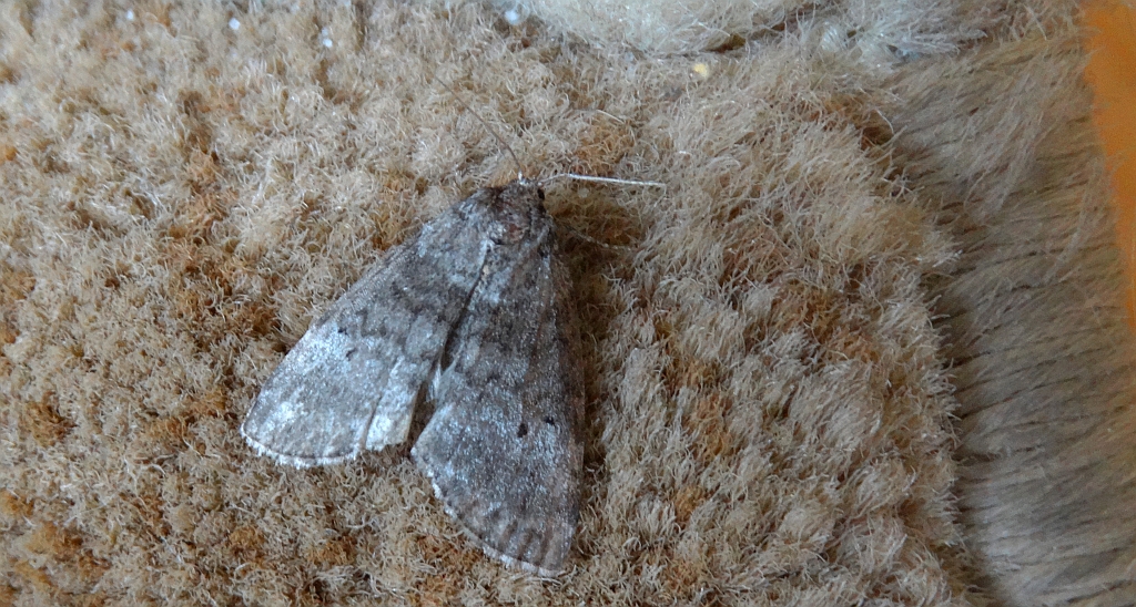 Falica dwojnica (Ochropacha duplaris)