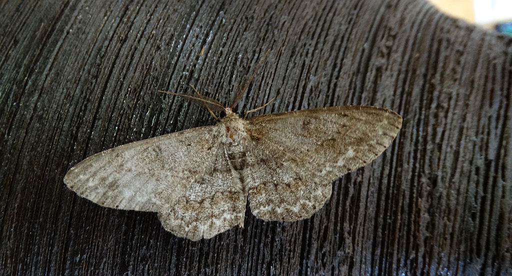 Przylepek nakropek    (Hypomecis punctinalis)
