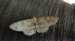 Przylepek nakropek    (Hypomecis punctinalis)