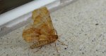 Skrzytek bezksiężyczak (Selenia dentaria)