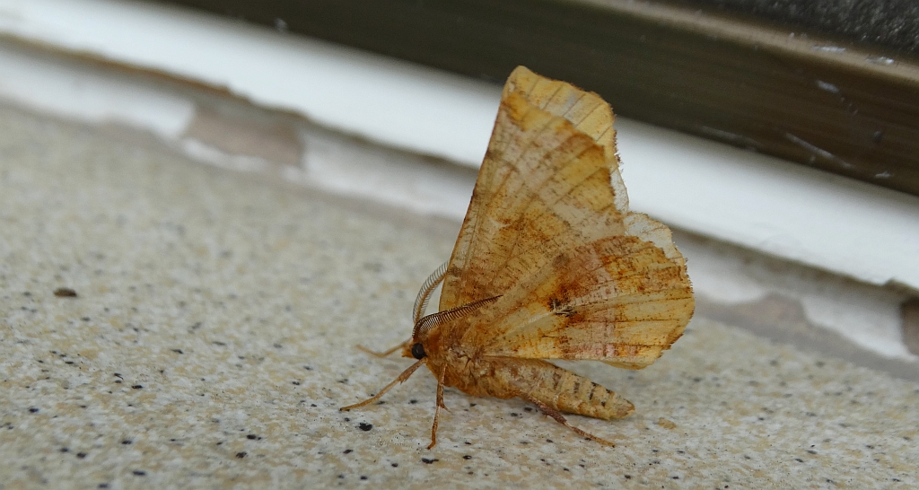 Skrzytek bezksiężyczak (Selenia dentaria)