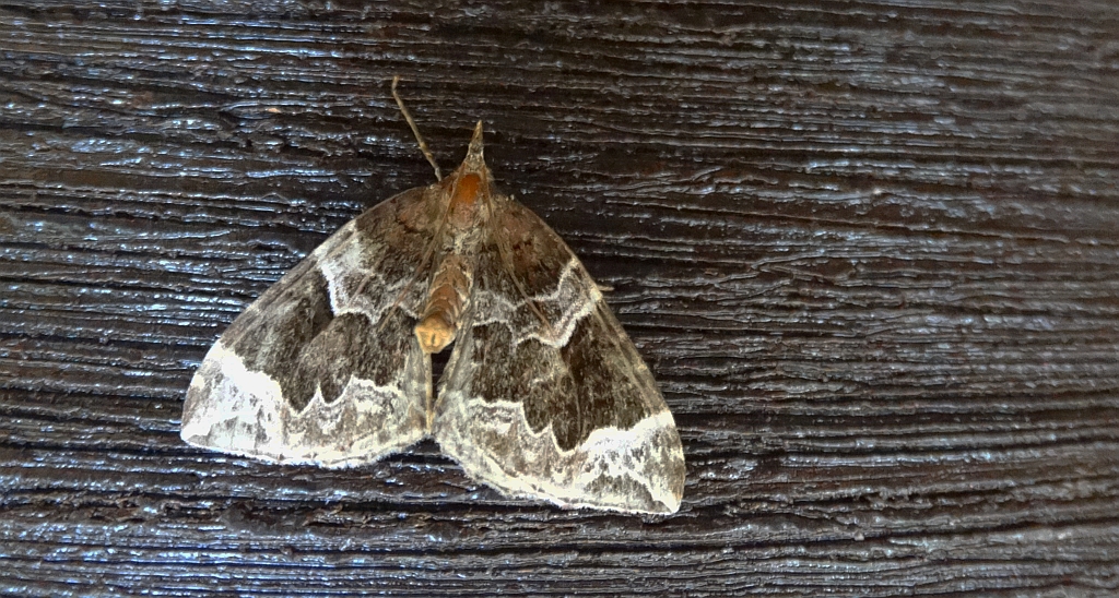 Paśnik podrzędek (Lampropteryx otregiata)