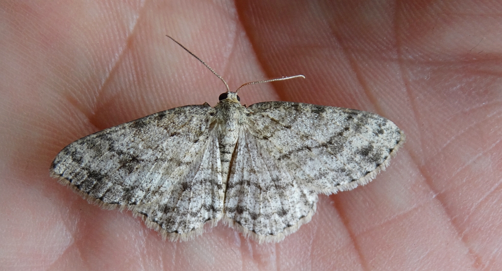 Przylepek następnik (Peribatodes secundaria)