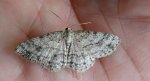 Przylepek następnik (Peribatodes secundaria)
