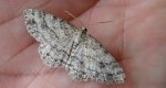 Przylepek następnik (Peribatodes secundaria)