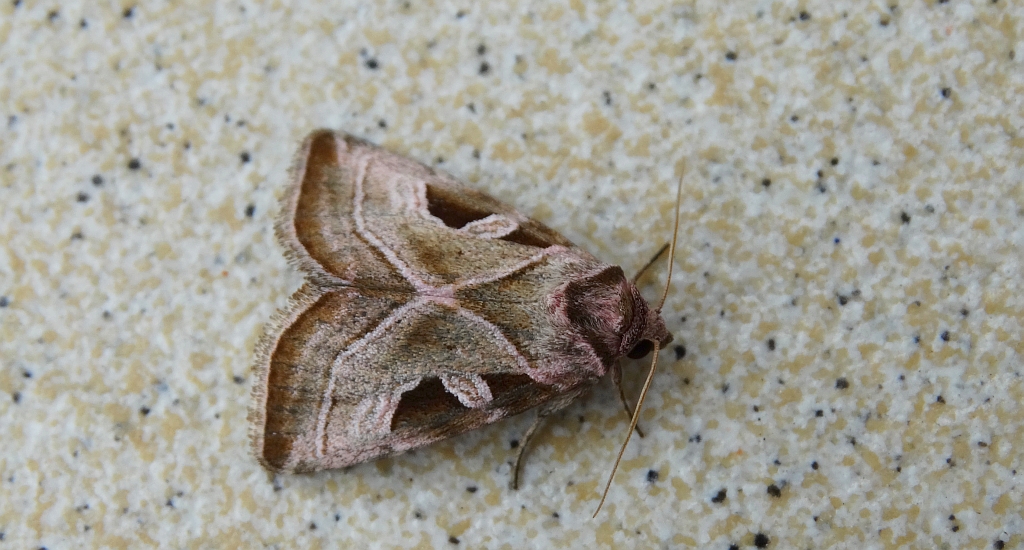 Eucarta virgo