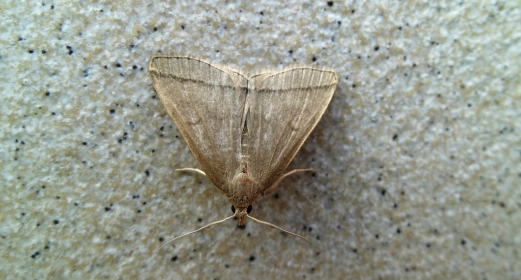 Herminia tarsipennalis
