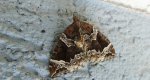 Nacinek naśliwiak (Eulithis prunata)