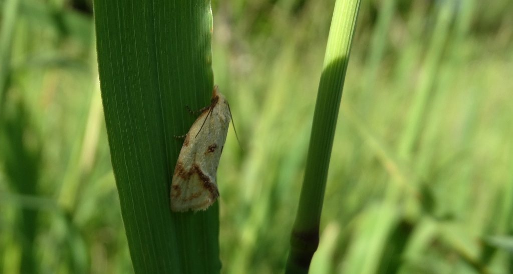 Agapeta hamana