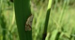 Agapeta hamana