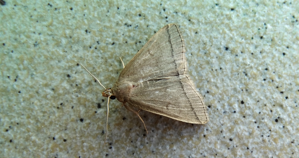 Herminia tarsipennalis