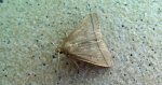 Herminia tarsipennalis