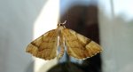 Nacinek żółcieniak (Eulithis mellinata)