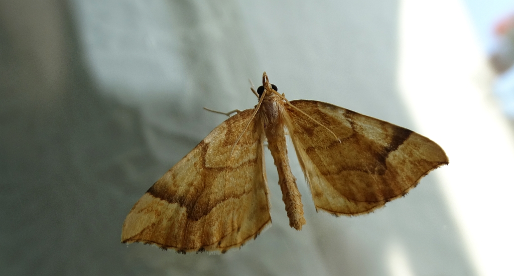 Nacinek żółcieniak (Eulithis mellinata)