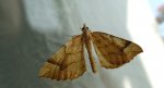 Nacinek żółcieniak (Eulithis mellinata)