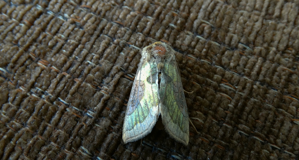 Błyszczka spiżówka (Diachrysia chrysitis)
