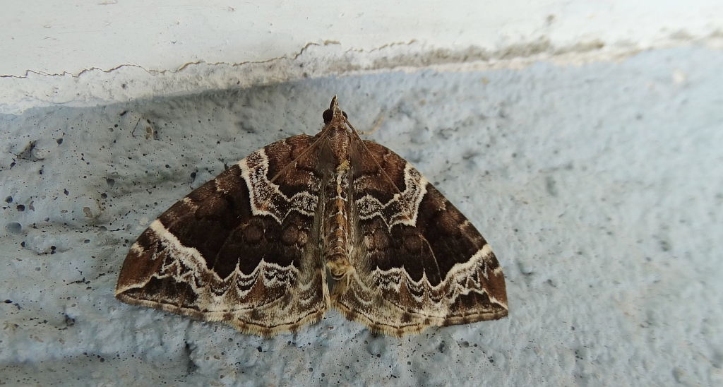 Nacinek naśliwiak (Eulithis prunata)