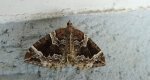 Nacinek naśliwiak (Eulithis prunata)