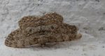 Przylepek nakropek    (Hypomecis punctinalis)