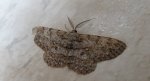 Przylepek nakropek    (Hypomecis punctinalis)