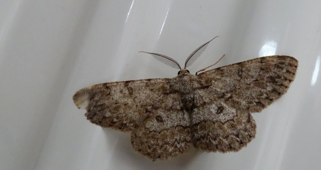 Przylepek nakropek    (Hypomecis punctinalis)