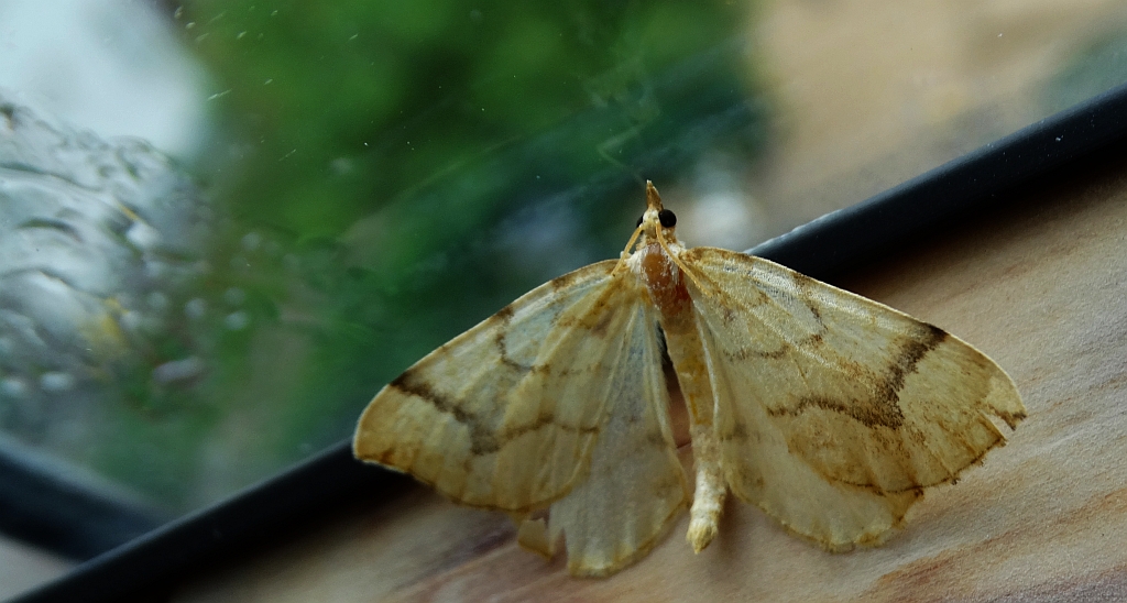 Nacinek żółcieniak (Eulithis mellinata)