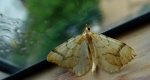 Nacinek żółcieniak (Eulithis mellinata)