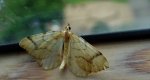 Nacinek żółcieniak (Eulithis mellinata)