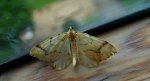 Nacinek żółcieniak (Eulithis mellinata)