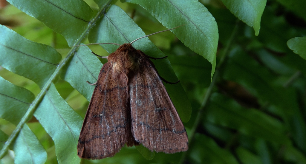 Mokradlica miedzianka (Mythimna turca)