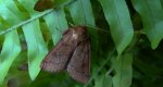 Mokradlica miedzianka (Mythimna turca)
