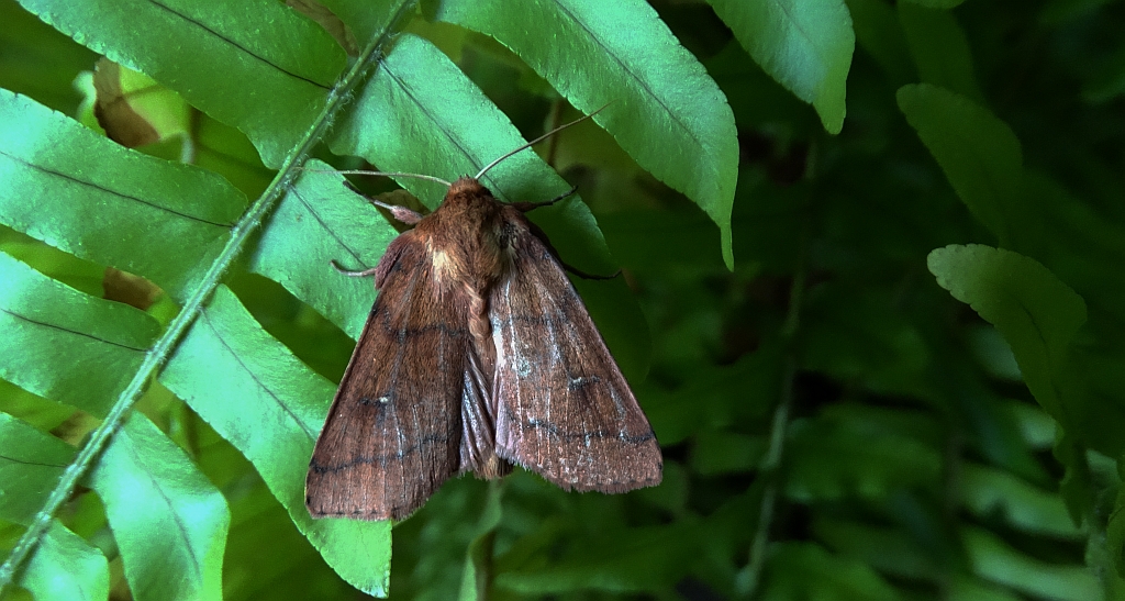 Mokradlica miedzianka (Mythimna turca)