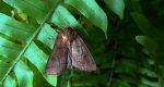Mokradlica miedzianka (Mythimna turca)