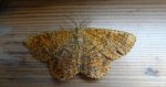 Rączyk leszczyniak (Angerona prunaria)
