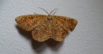 Rączyk leszczyniak (Angerona prunaria)