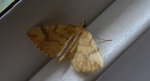 Nacinek żółcieniak (Eulithis mellinata)
