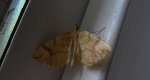 Nacinek żółcieniak (Eulithis mellinata)