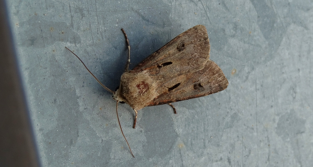 Rolnica czopówka (Agrotis exclamationis)