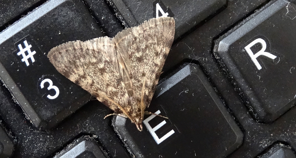 Scoparia basistrigalis lub Eudonia murana