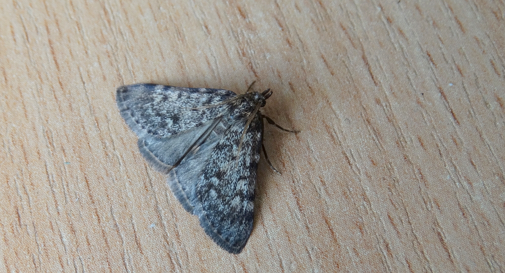 Scoparia basistrigalis lub Eudonia murana