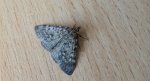 Scoparia basistrigalis lub Eudonia murana