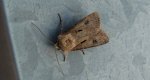 Rolnica czopówka (Agrotis exclamationis)